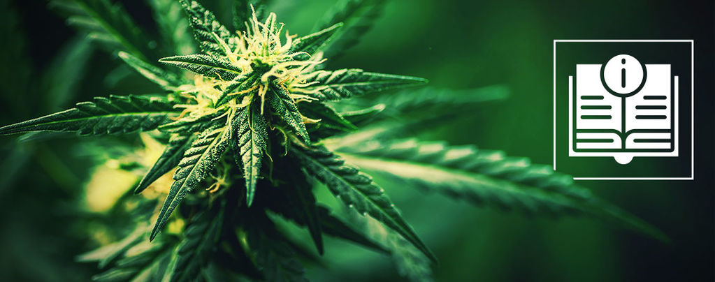 Eine Einführung Zu Hanf