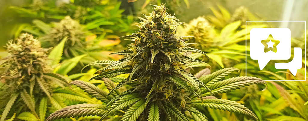 Sortenrezension: Super Critical