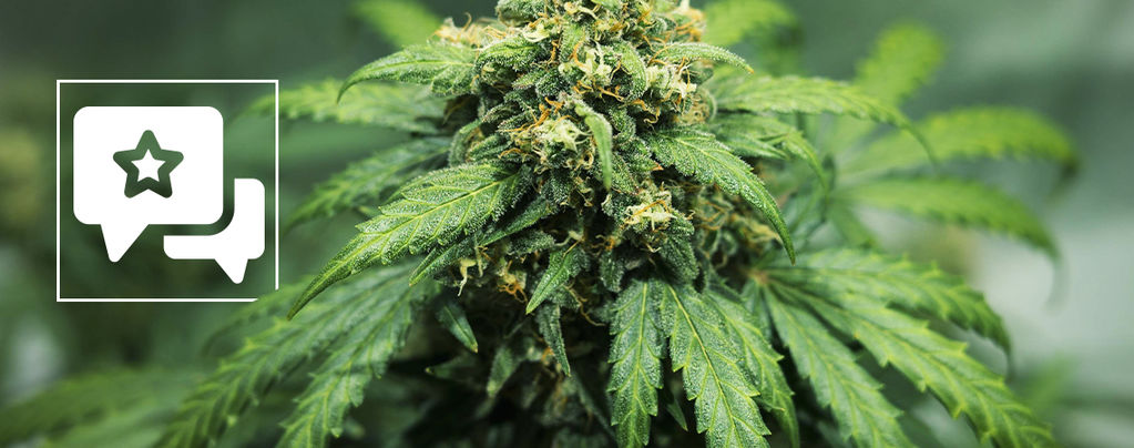 Sortenrezension: Royal Dwarf