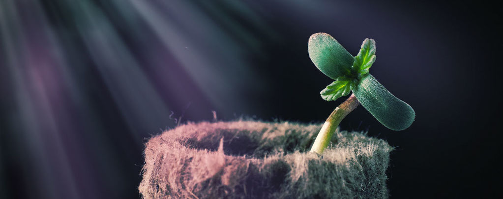 Wie Sich Das Lichtspektrum Auf Cannabis Auswirkt