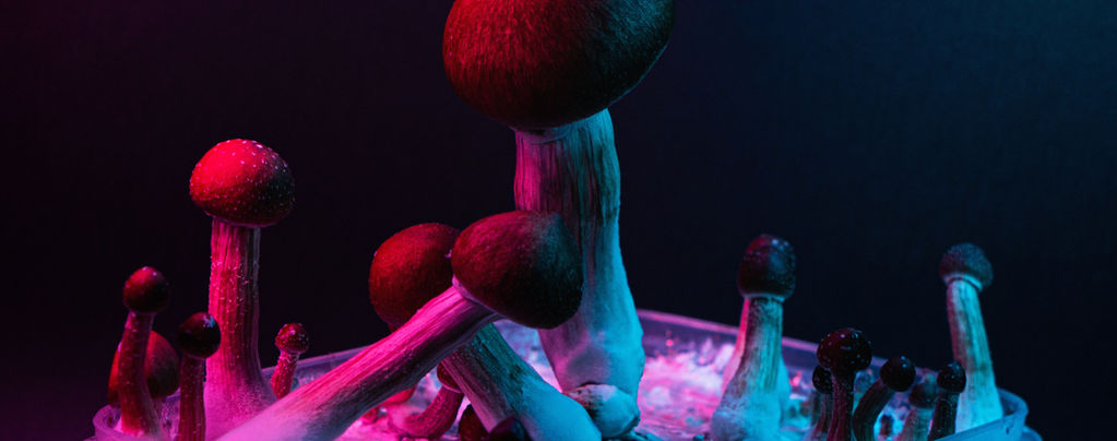 Psilocybin Pilze