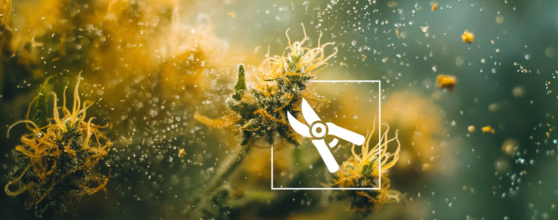 Die 6 Besten Methoden Der Haschherstellung