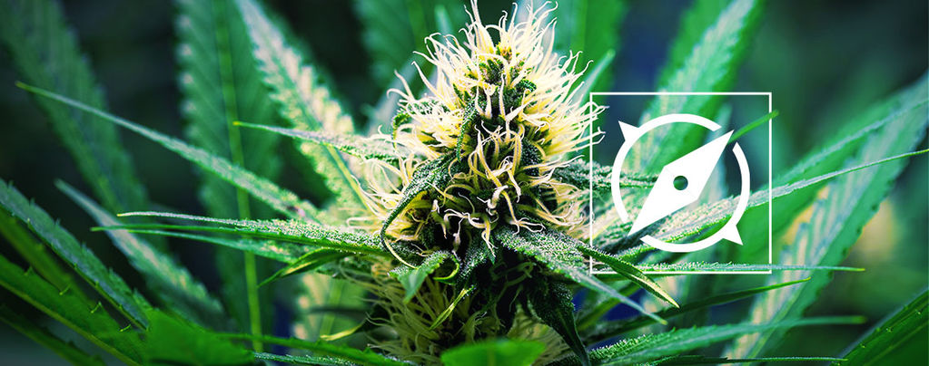 OG Kush (Zamnesia Seeds) feminisiert OG Kush (Zamnesia Seeds) feminisiert