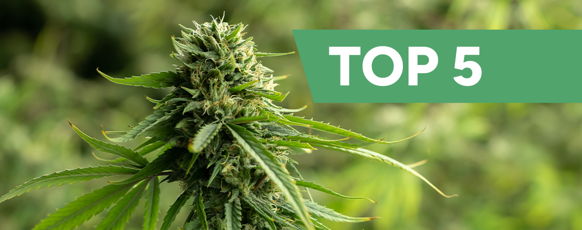 Die 5 besten Cannabissorten mit hohem CBD-Gehalt