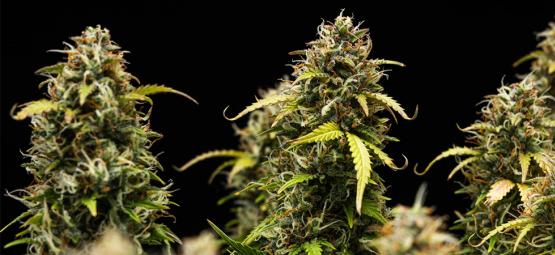Top 10 milde Cannabis-Sorten: Mellow Strains mit wenig THC