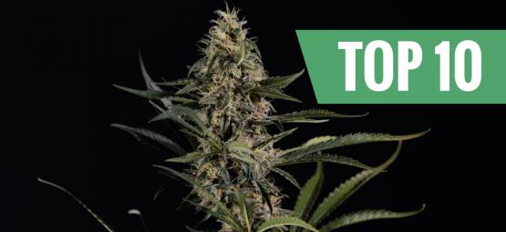 Top 10 der stärksten und potentesten Cannabissorten