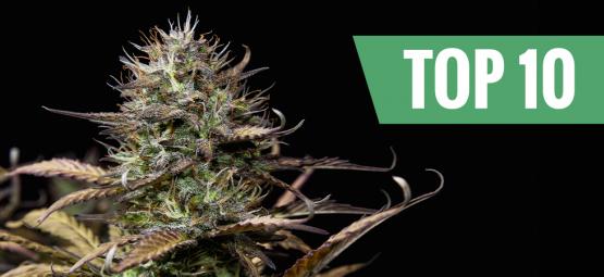 Top 10 autoflowering Cannabissorten