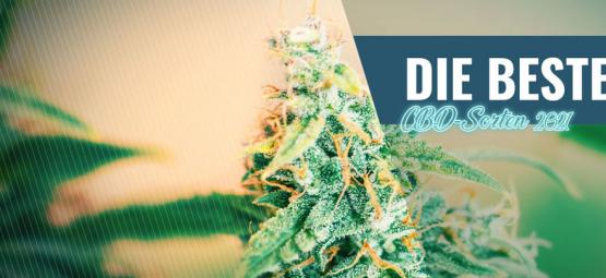 Die Besten CBD-Sorten, Die Du 2025 Zu Hause Anbauen Kannst