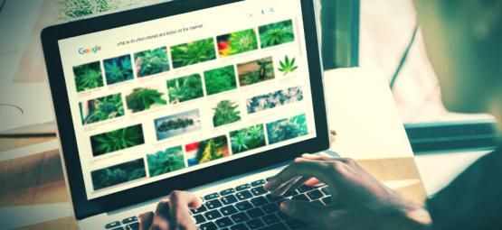Die Besten Websites Für Stoner (Update 2025)