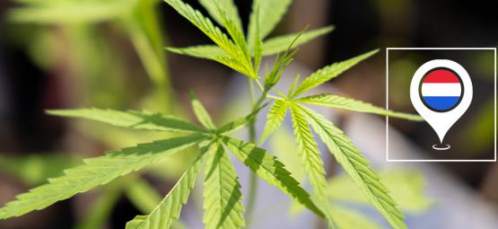 Die besten Outdoor-Cannabissorten für den Anbau in den Niederlanden