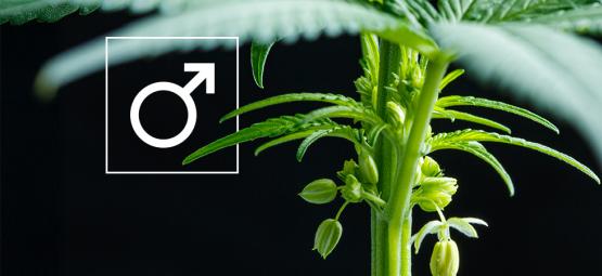 Was macht man mit männlichen Cannabispflanzen?