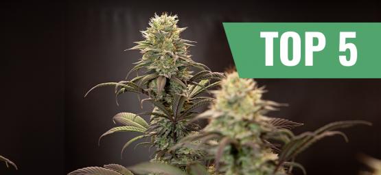 Die Top 5 ertragreichsten autoflowering Sorten