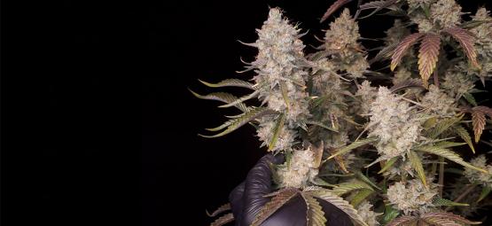 Die Top 5 ertragreichsten autoflowering Sorten