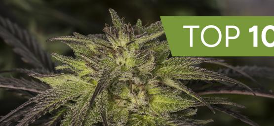 Die Top 10 Hybrid-Cannabissorten