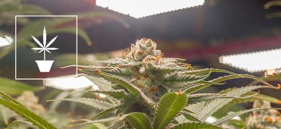 Die besten Cannabissorten für den Indoor-Anbau