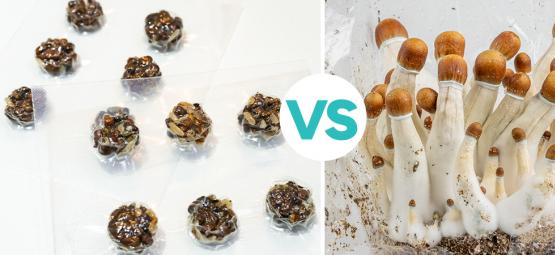 Magische Trüffel vs. Magic Mushrooms: Was ist besser?