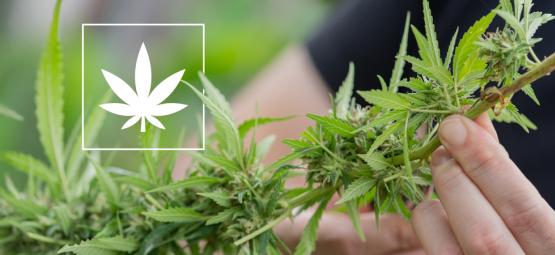 6 Cannabissorten mit 1% THC oder weniger