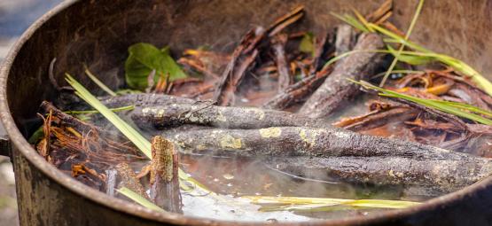 Ayahuasca – Mythen und Fakten: Was ist wahr und was nicht?