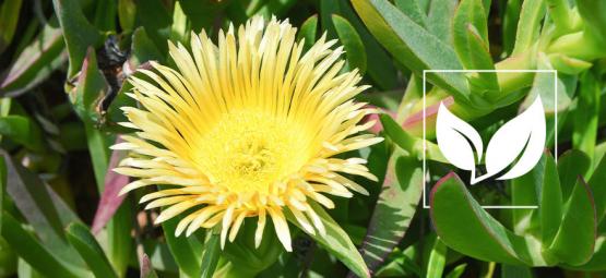 Die 3 Stärksten Kanna-Produkte