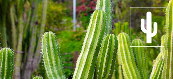 Die 5 häufigsten Fehler bei der Pflege von Kakteen und wie du sie korrigierst