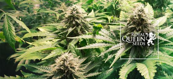 Die Top 10 Cannabissorten Von Royal Queen Seeds [2025]