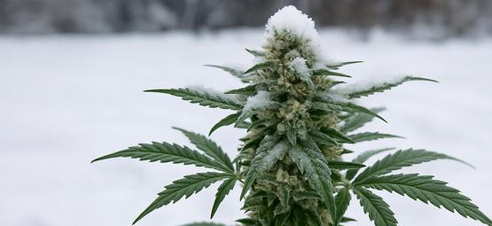 Kann man Cannabis im Winter draußen anbauen?