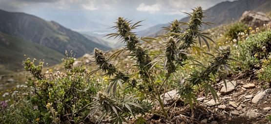 Landrassensorten: Die Ältesten Cannabissorten