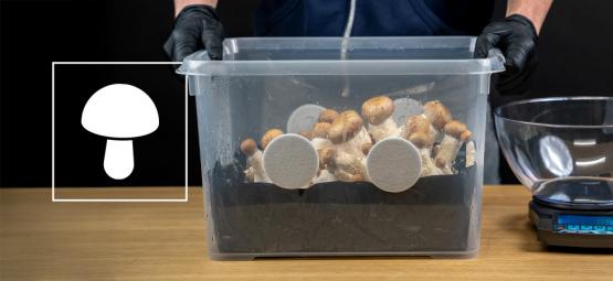 Wie man ein Monotub für die Pilzzucht baut