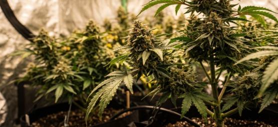Top 10 Ertragreichsten Feminisierten Cannabissorten