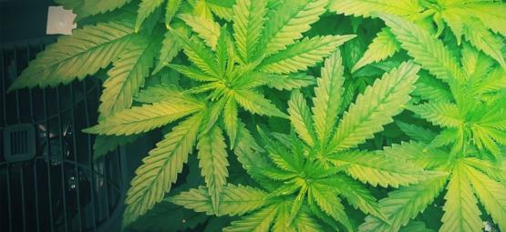 Warum Man Beim Cannabisanbau Einen Luftbefeuchter Einsetzen Sollte