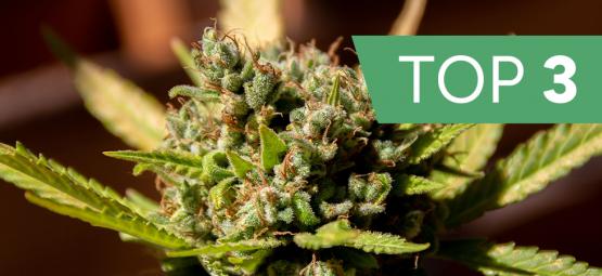 Die besten Cannabissorten für die wichtigsten Terpene