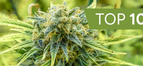 Die 10 schnellsten Autoflowers 2025