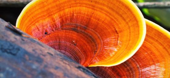 Was Ist Ein Reishi-Pilz?