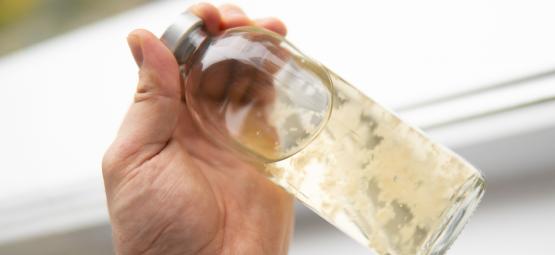 Anleitung: Flüssigkultur herstellen