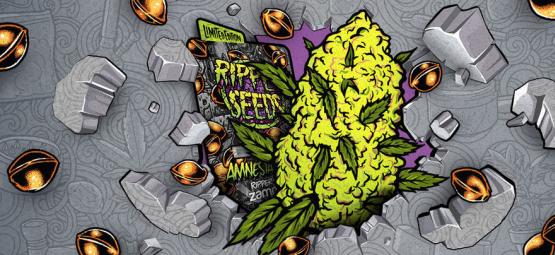 Zamnesia x Ripper Seeds: Amnesia Punch (Limitierte Auflage)