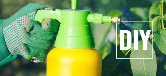 Wie Man Natürliche Pestizide Für Chilipflanzen Herstellt