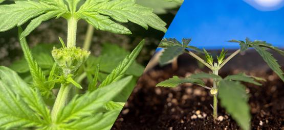 Cannabis beschneiden: Topping vs. Fimming