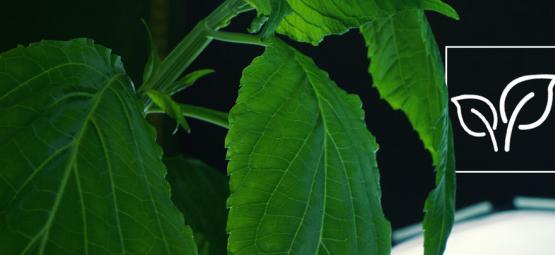 Wie Man Salvia Divinorum Anbaut