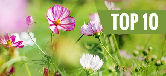 Die 10 Besten Blumen Für Eine Aussaat Im Frühling