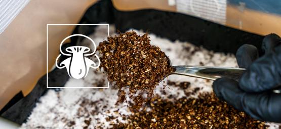 Wie Man Eine Deckschicht Für Die Pilzzucht Herstellt