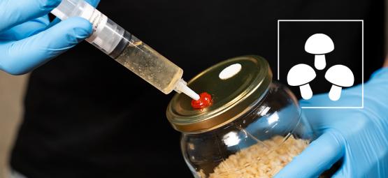 Anleitung: Flüssigkulturen für Magic Mushrooms verwenden