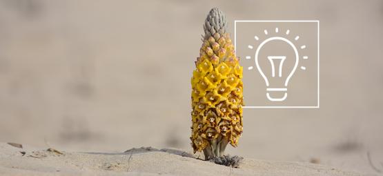 Alles Wissenswerte Über Cistanche Tubulosa