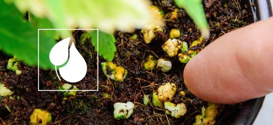 So Stellt Man Dünger Für Cannabispflanzen Selbst Her