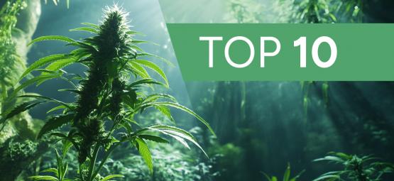 10 Urban Legends Und Mythen Über Den Cannabisanbau