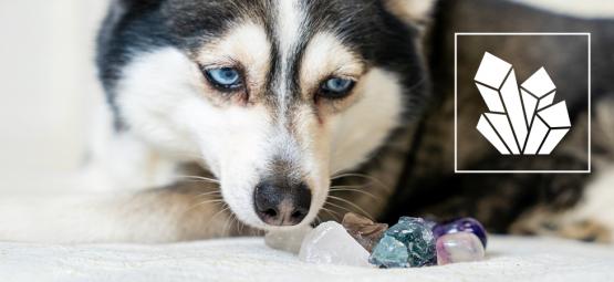 Kristalle für Haustiere: Edelsteine zur Unterstützung deiner vierbeinigen Freunde