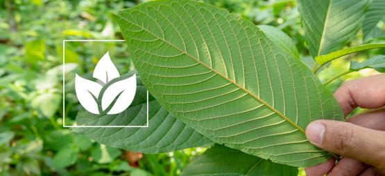Die Geschichte der Kratom-Nutzung