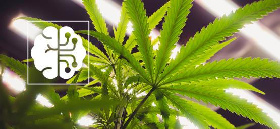 So revolutionieren KI und Automatisierung die Cannabisbranche