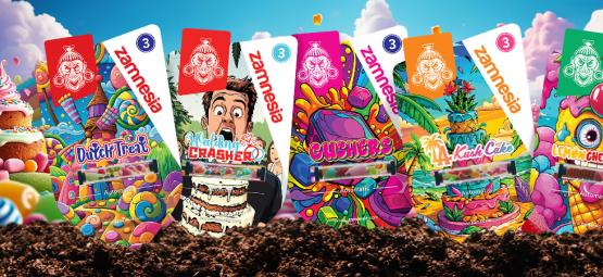 Zamnesia Sortenpräsentation: Sweet-Topia