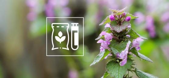 Die Wirkung von Katzenminze auf Menschen: Ein vollständiger Leitfaden