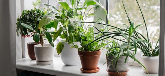 Die besten Zimmerpflanzen für bessere Luft und Stimmung in der kalten Jahreszeit